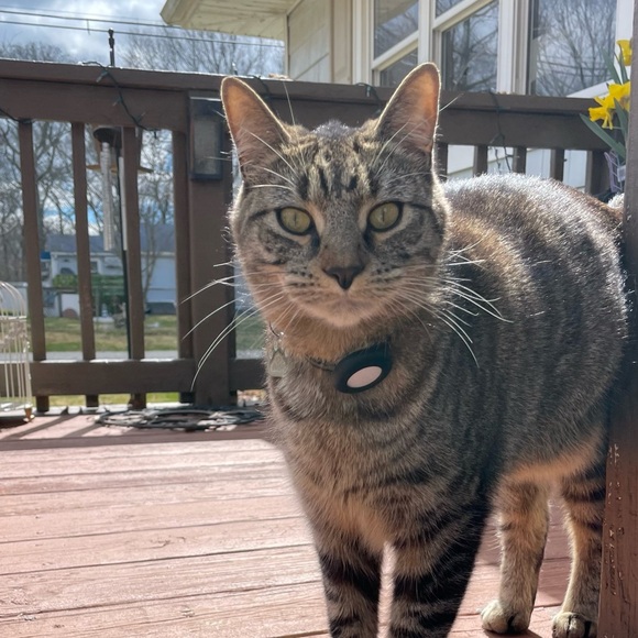 Meet your Posher, Klancy - Picture 6 of 12